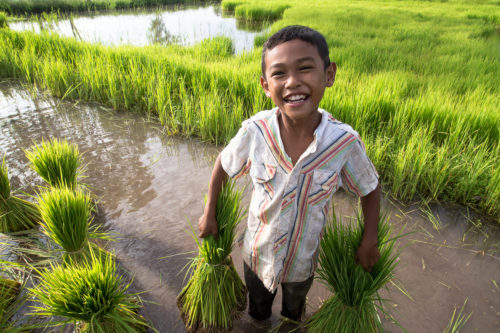 Kid in rice field